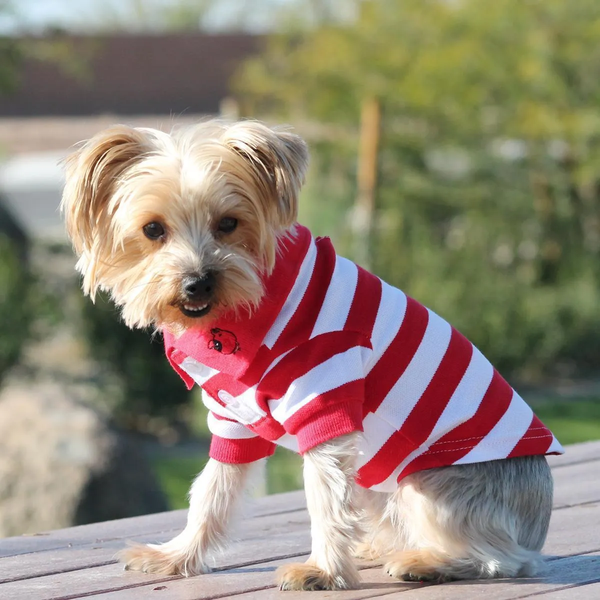 Striped Dog Polo Flame Scarlet Red/White